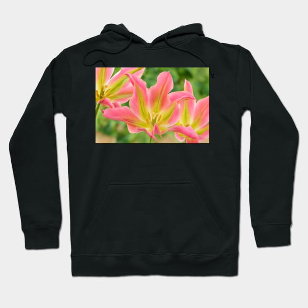 Tulipa &#39;Virichic&#39; Viridiflora Group Tulip Hoodie by chrisburrows